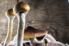 Oregon has approved the use of this species, Psilocybe cubensis, in its psilocybin program.
