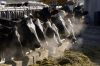 A line of Holstein dairy cows feed through a fence at a farm in Idaho in this 2009 file photo. Idaho dairies employ more