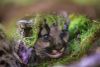 One of the three-week-old kittens of a cougar named Scalp hides in the moss and tangled branches of her den in a forest