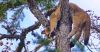Law enforcement: This cougar kitten was treed by hound hunters and killed by a Klickitat County Sheriff’s Office deputy in