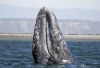 The population of gray whales has shrink by the thousands since 2016.
