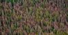 Green going: The Pacific Northwest Region Aerial Survey is cataloging tree decline.