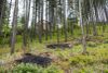 A view from the lower, undeveloped part of the Flowery Trail neighborhood where slash piles have been burned, outside