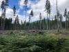 Orange is the new green: In a test site within the Gifford Pinchot National Forest orange spray paint signals trees that