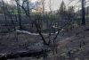 Scorched earth and vegetation from the Richard Springs Fire behind the home of Rae Peppers. The wildfire, ignited by a coal