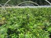 Marijuana grows in hoop houses at a property in rural Southern Oregon. The Josephine County Sheriff’s Marijuana Enforcement