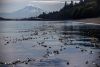A bed of Bull kelp off the shore of Owen’s Beach in Tacoma on Sept. 12, 2019. Washington’s kelp, especially in the Puget