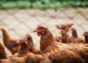 Opponents of proposed Foster Farms chicken plants ask state for ban