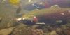Family Forests Coho