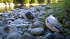 The carcass of a Chinook salmon on the bank of the Clackamas River, the apparent victim of high water temperatures during