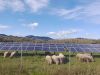 In solar grazing farms, sheep and other livestock are able to eat weeds, grasses and plants on the same land that’s used to