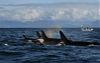 Southern Resident killer whales encountered during NOAA's PODs (Pacific Orcinus Distribution Survey) in October 2021 near