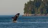 Orcas, climate, oil spills and more – can Inslee, Dems perform in just 105 days?