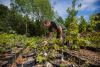 Zak Scott inspects baby trees at CitySoil Farm in Renton, Washington, on June 28, 2019.