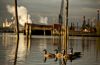 Efforts are underway to restore environmental  habitat on the Duwamish River, a heavily contamined urban river in Seattle,