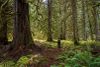 A Cascadia Wildlands volunteer stands in the Western red cedar grove within the Flat Country project area.