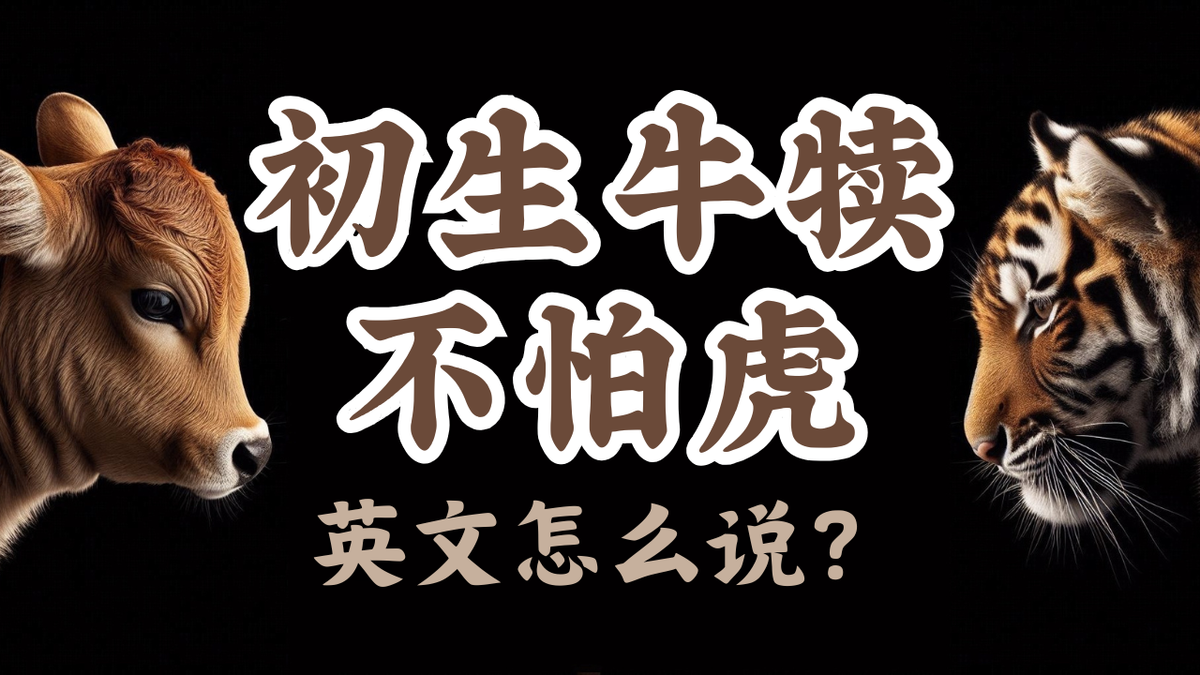 初生牛犊不怕虎英文怎么说？
