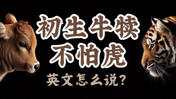 初生牛犊不怕虎英文怎么说？