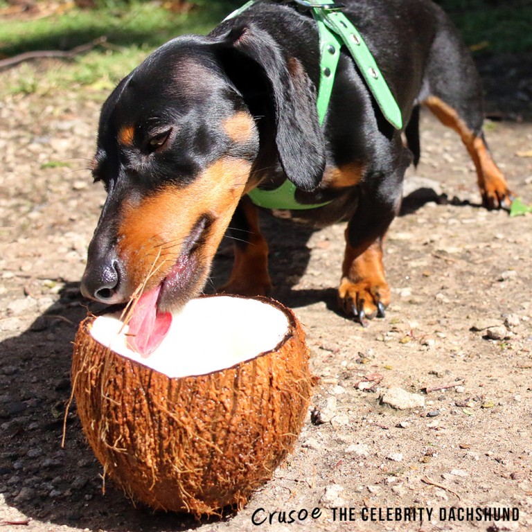 crusoe-loves-coconut-home-exchange