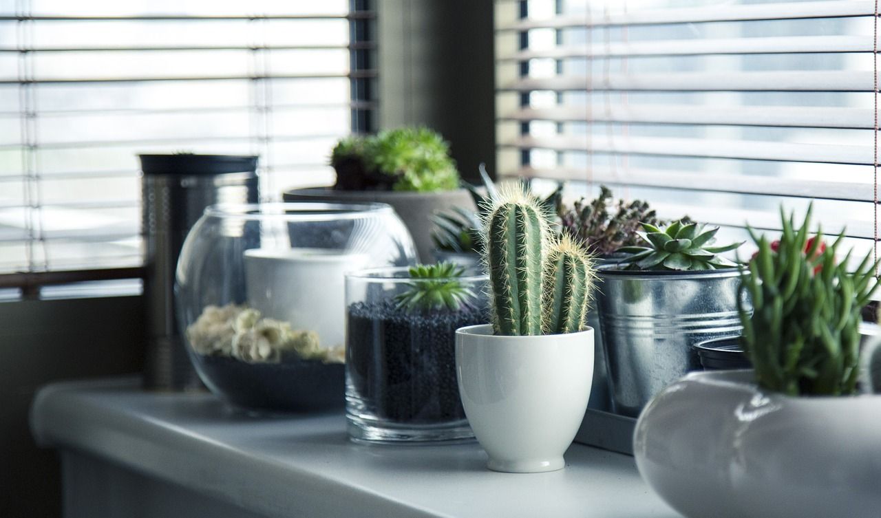 home exchange plants on display