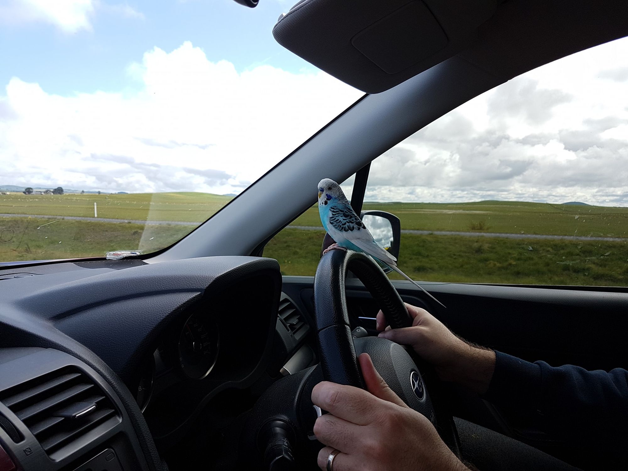 travel with HomeExchange - vacation with pets, budgie in the car