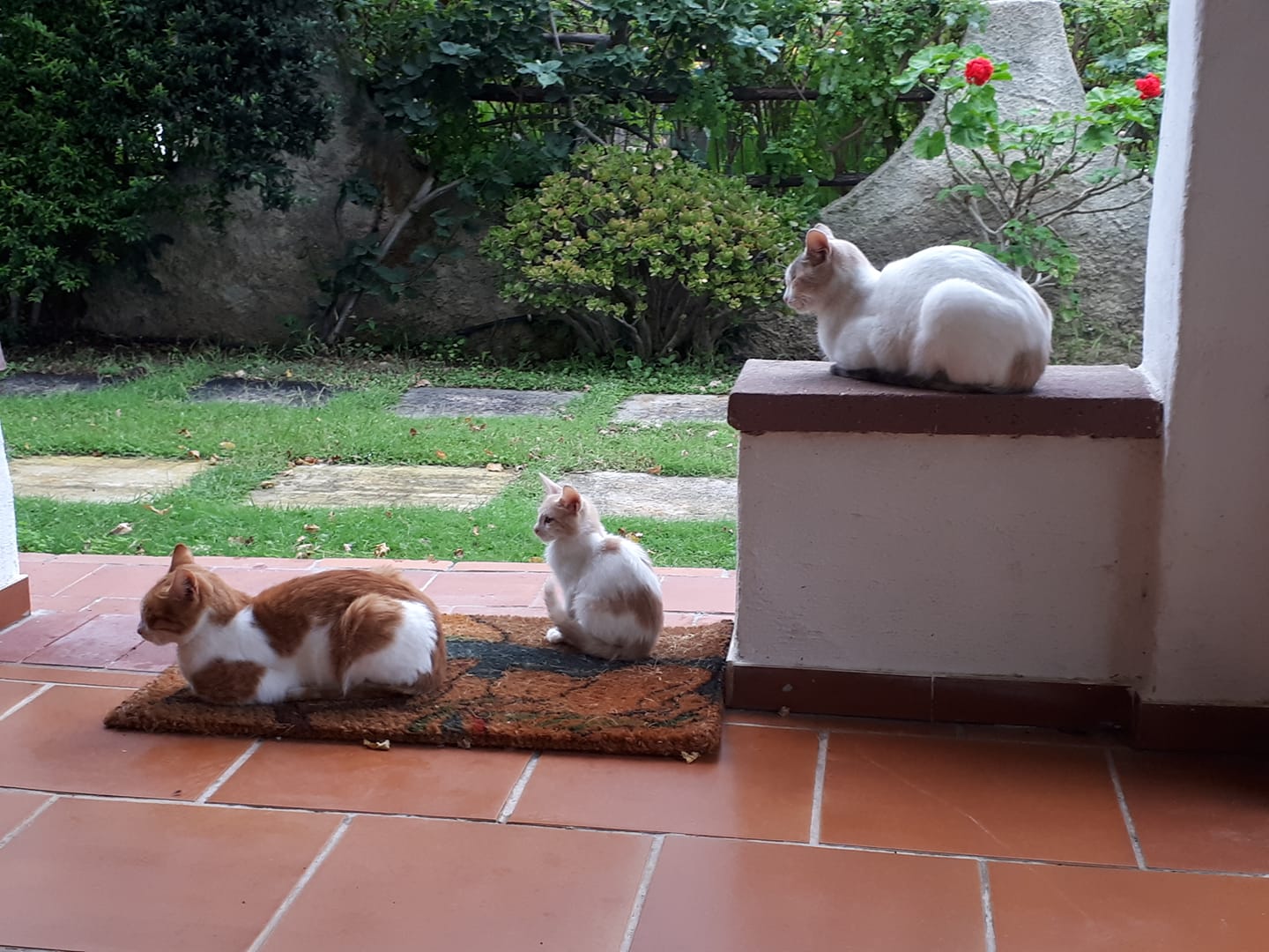 Bring your pet cat on vacation with you when you travel with HomeExchange