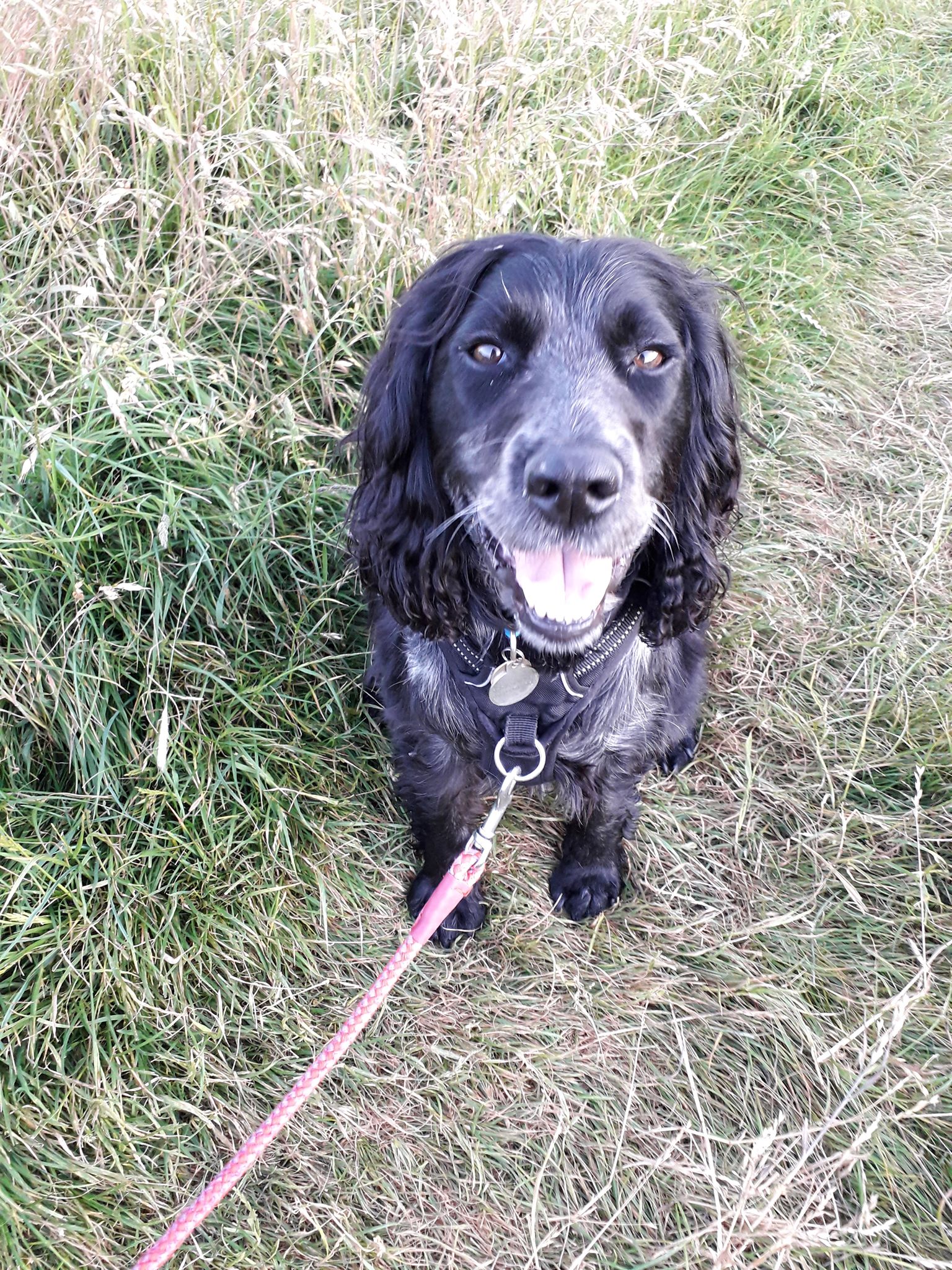 Travel with pets - HomeExchange