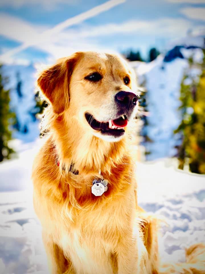 Golden retriever on a HomeExchange vacation