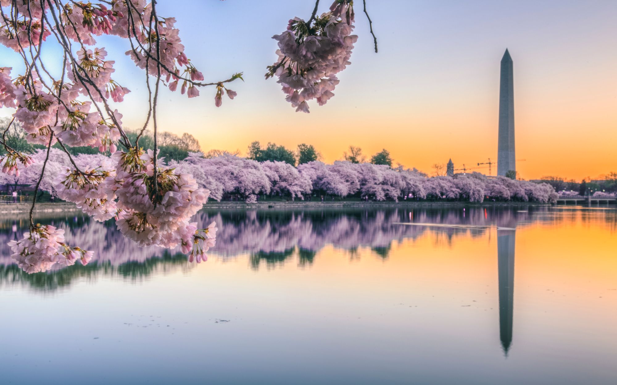 Washington DC vacation rental alternatives for the 2021 Cherry Blossom Festival