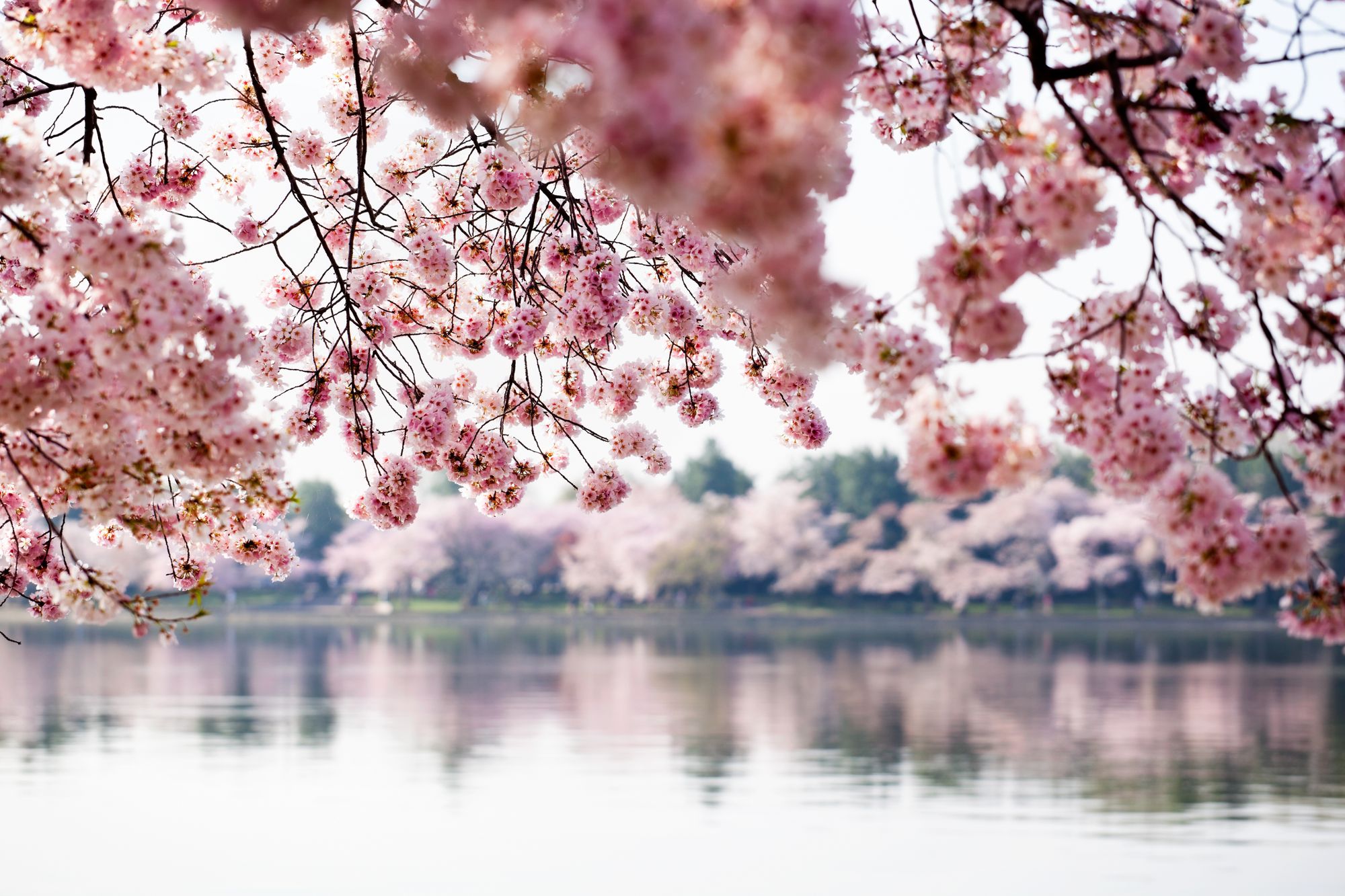 Washington DC vacation rental alternatives for the 2021 Cherry Blossom Festival
