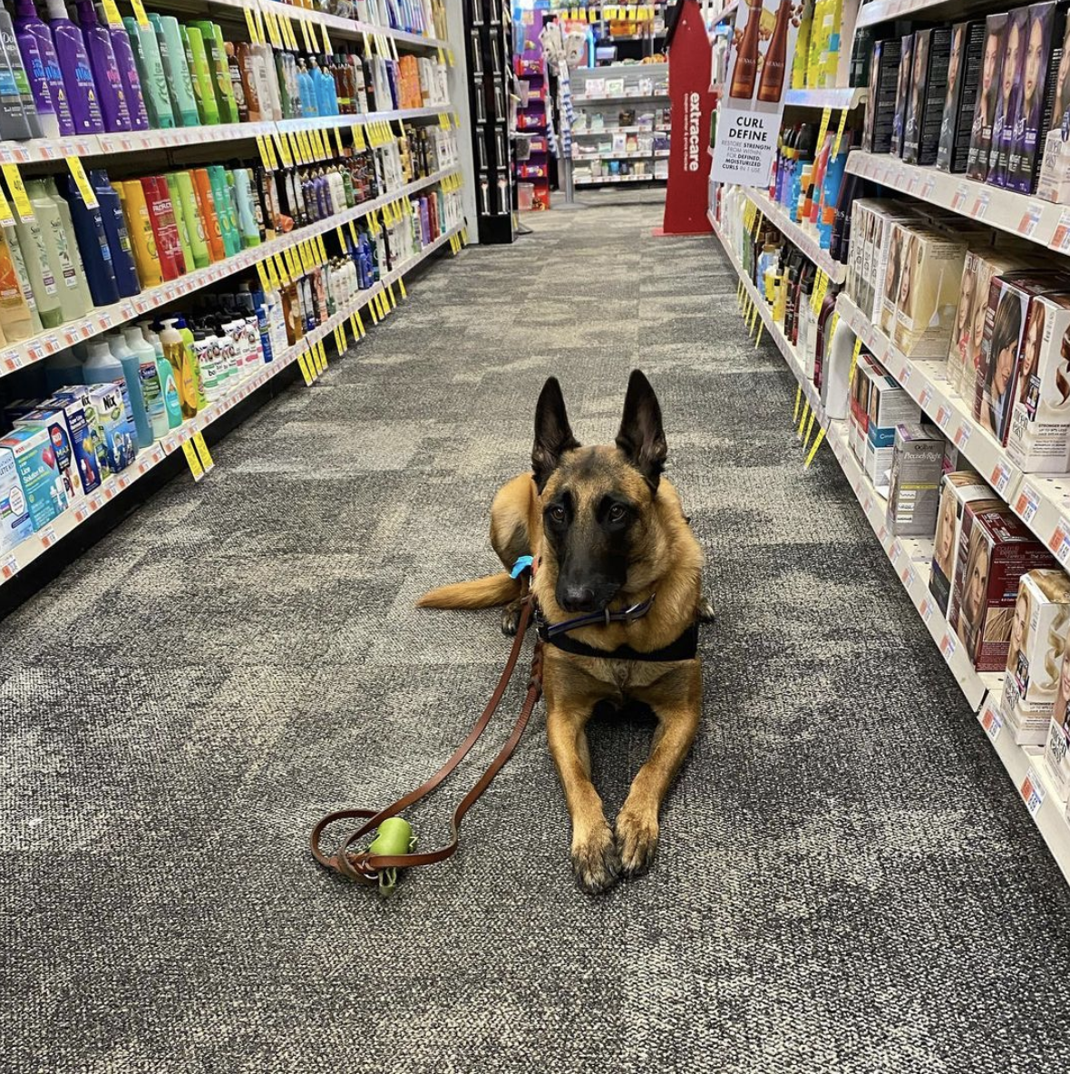 Tips for traveling with a service animal