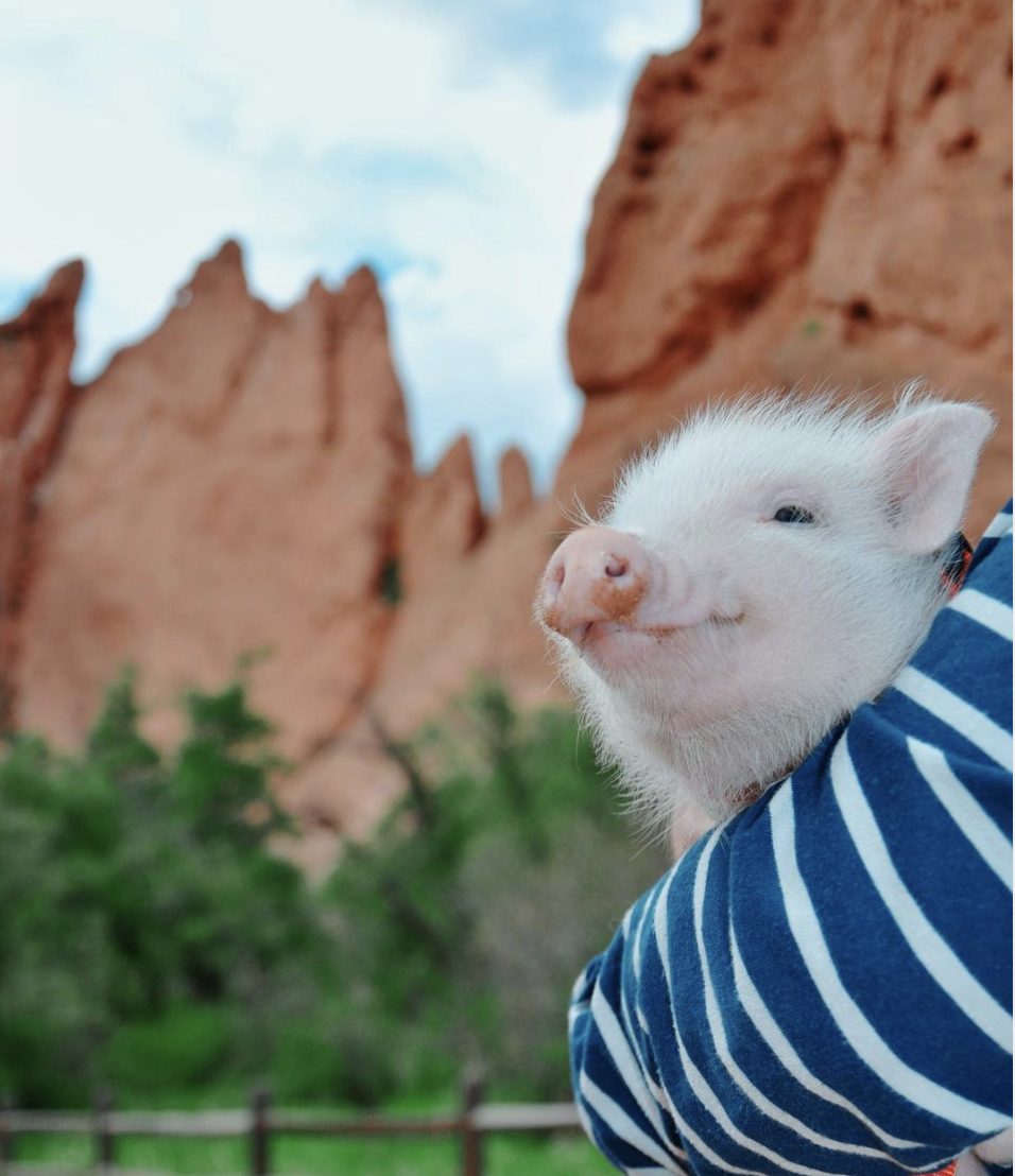 Oliver the traveling pig