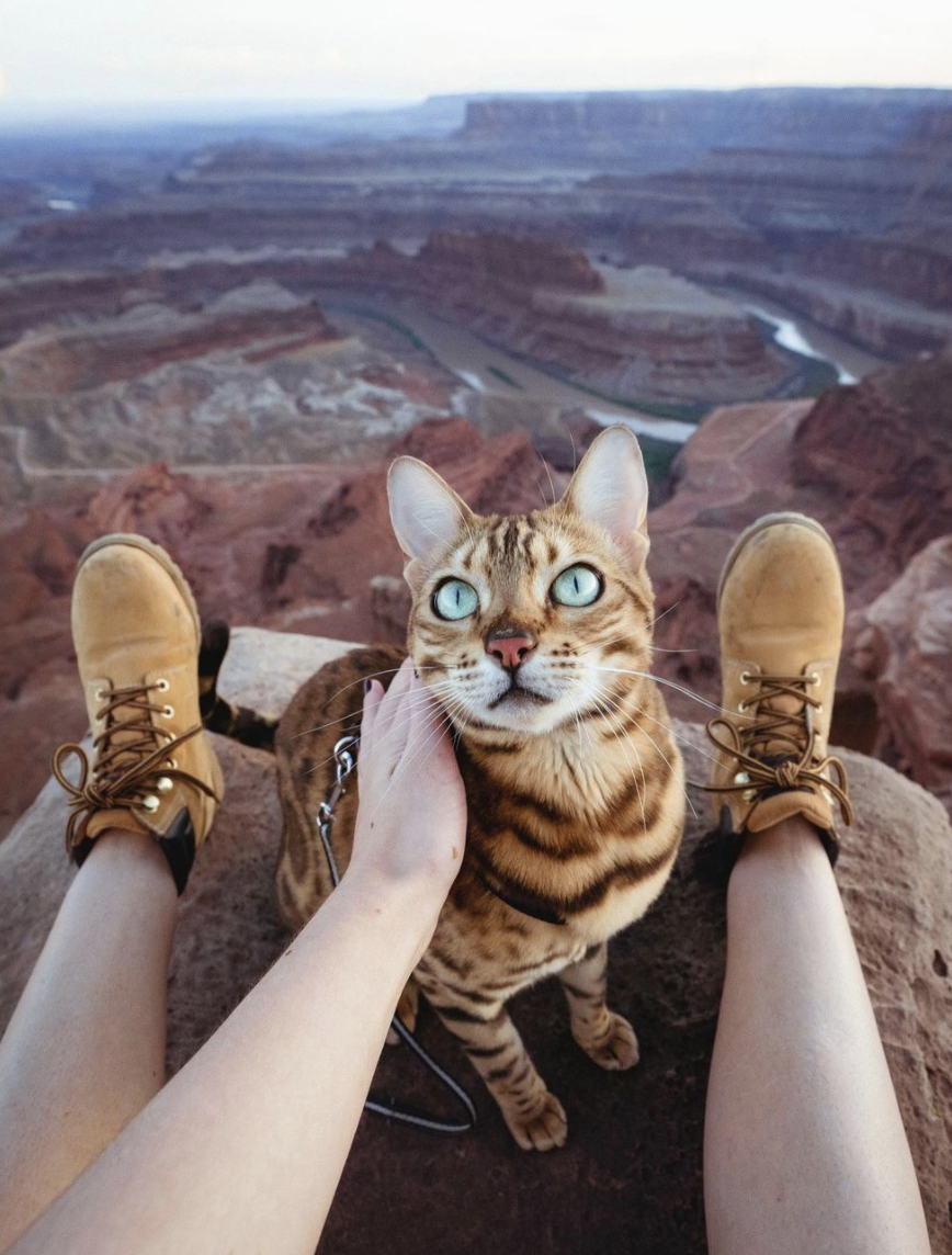 Suki the cat