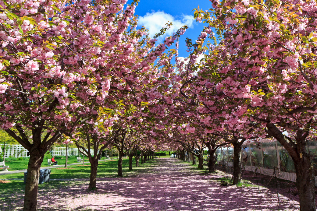 brooklyn-botanic-garden