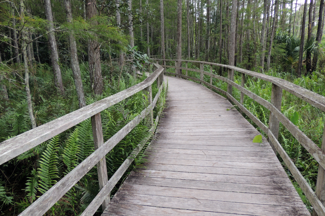 CorkscrewSwampSanctuary