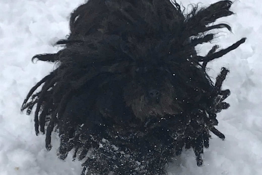 AngelaDogsofHomeExchange