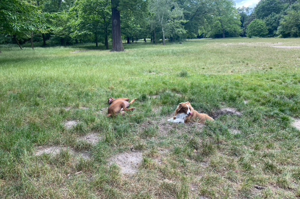 AnneDogsOfHomeExchange