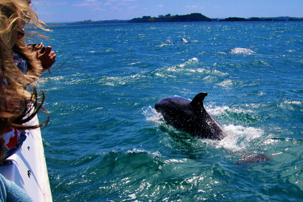 KeyWestDolphins