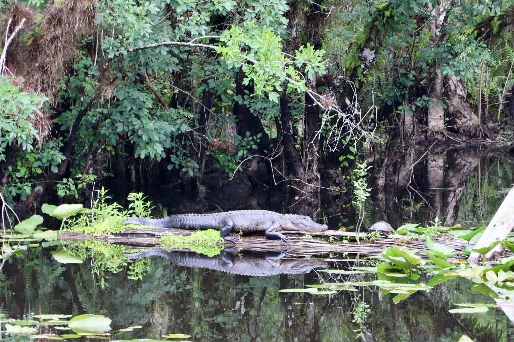 MISwampGator