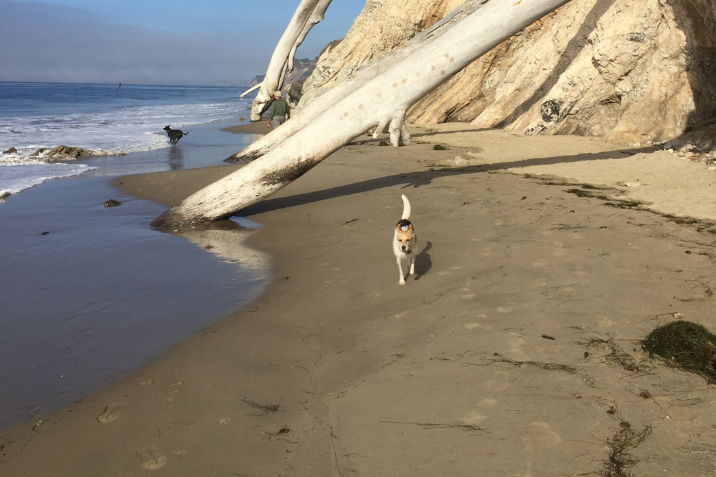 ShelleyDogsofHomeExchange