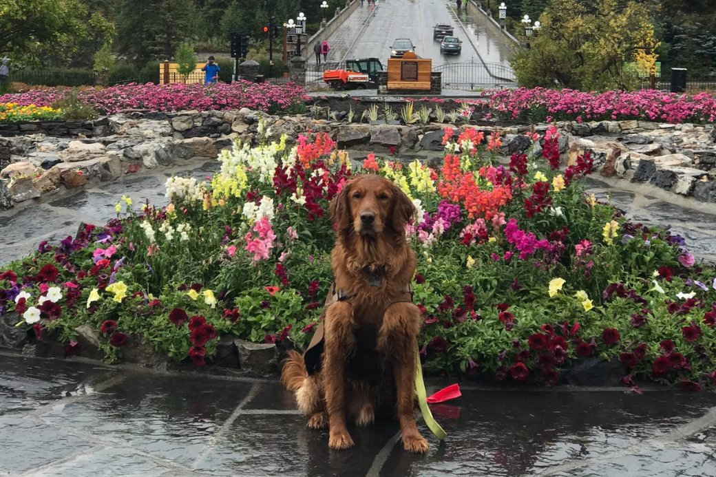 TerryDogsofHomeExchange