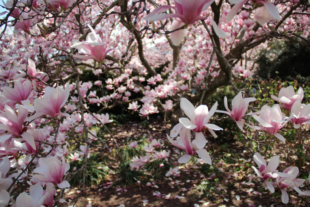 AlishaHomeExchangeStoryCherryBlossoms