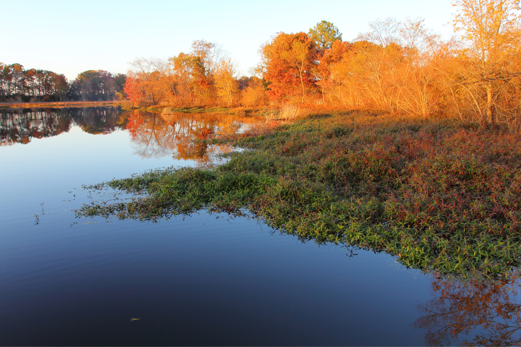 EasternShoreMD