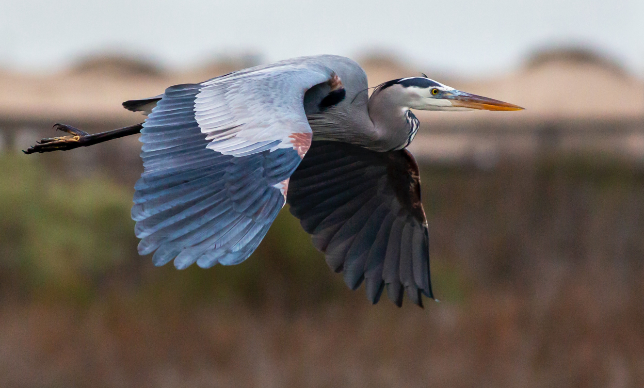 Parc national de Plaisance photo by william foley