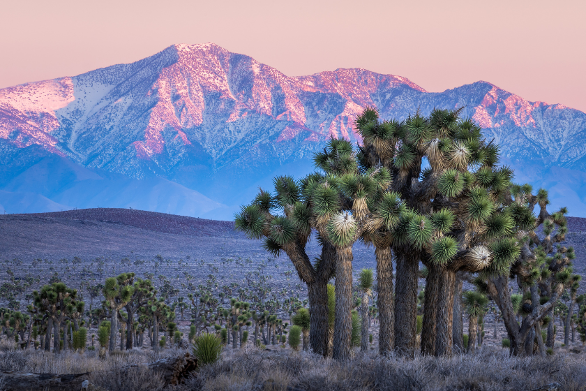 romantic getaways southern california joshua tree