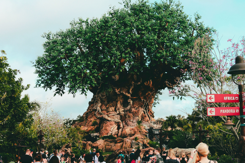 Most visited tourist attraction in the world: Animal Kingdom Disney