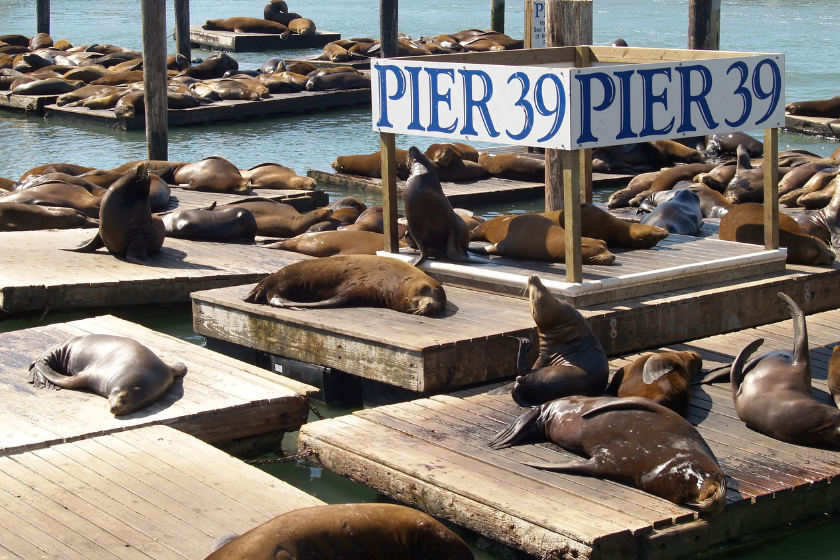 Most visited tourist attraction in the world: Pier 39