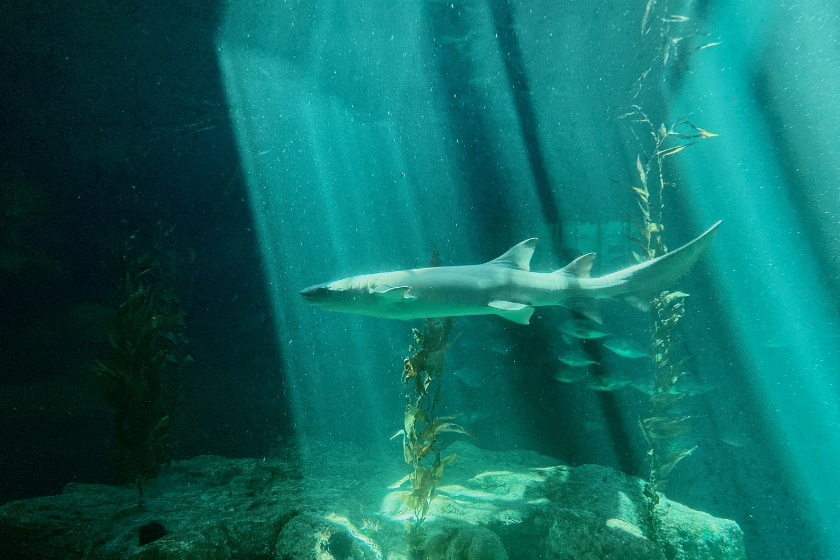 Ocean Park as the most visited tourist attraction in the world