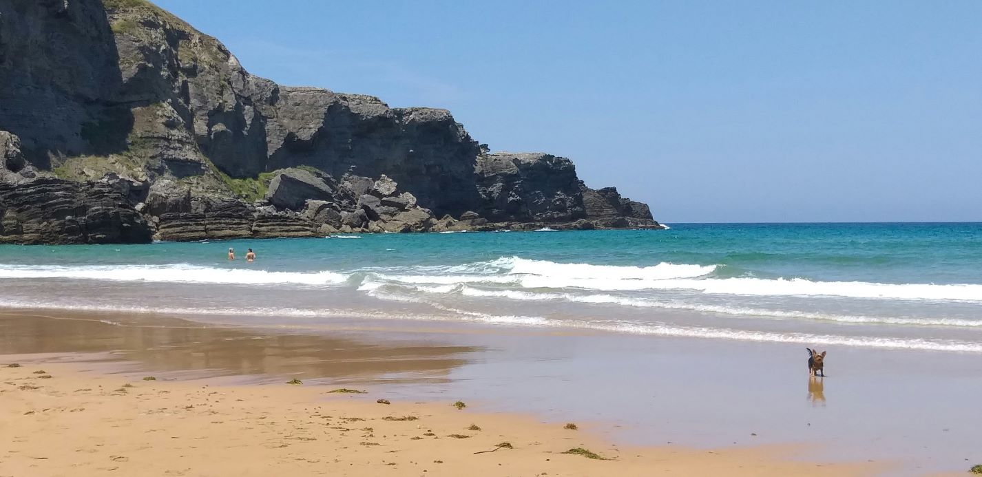 Dog on the beach at Santander, with golden sand and rocks in the background - best beaches in Spain