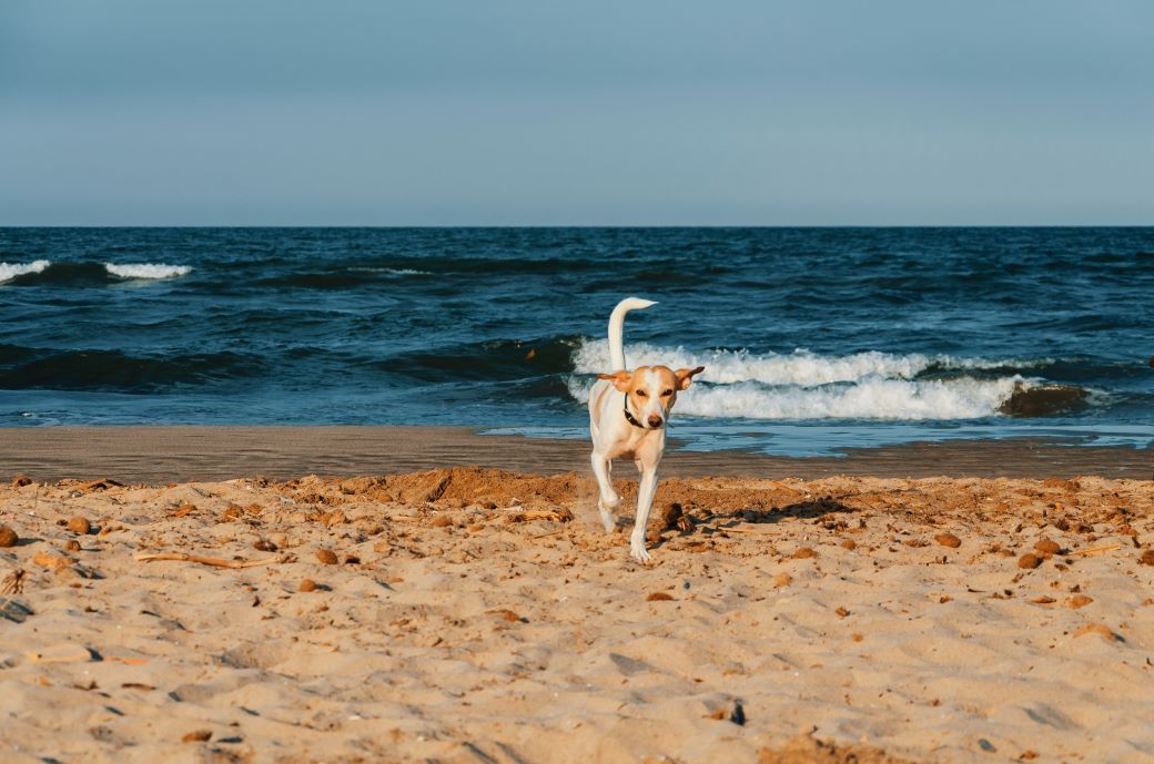 Dog on golden sand at the beach in Valencia - best beaches in Spain